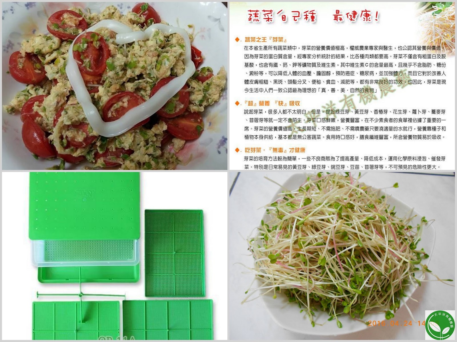 蘿蔔,蘿蔔籽,蘿蔔嬰料理,葉蘿蔔料理,蘿蔔籽茶,蘿蔔嬰,紫蘿蔔,葉蘿蔔食譜,蘿蔔種植方法,蘿蔔子功效