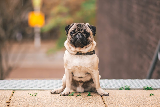 Pug Dog Photo in HD - Wallpaper