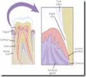 Tooth Anatomy” part 3 ”structure supported tooth