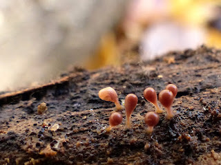 Hémitrichie non déterminée - Hemitrichia sp.