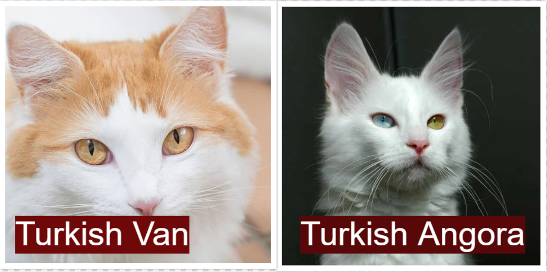 Turkish Van vs Turkish Angora Ears