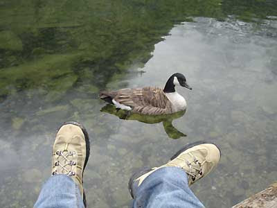 Pato curioso