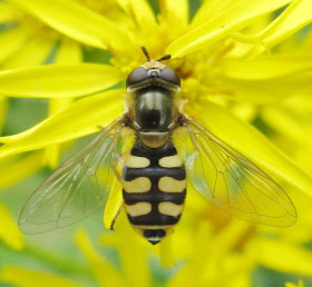 Hoverfly, Eupeodes corollae, on Common Ragwort, Senecio jacobaea, in Husseywell Park, Hayes, on Monday 25th July 2011.