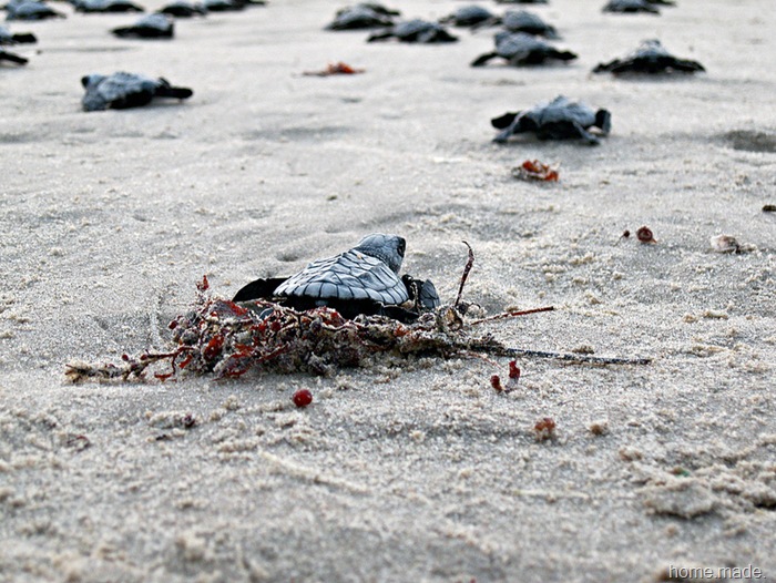 home.made. sea turtle south padre