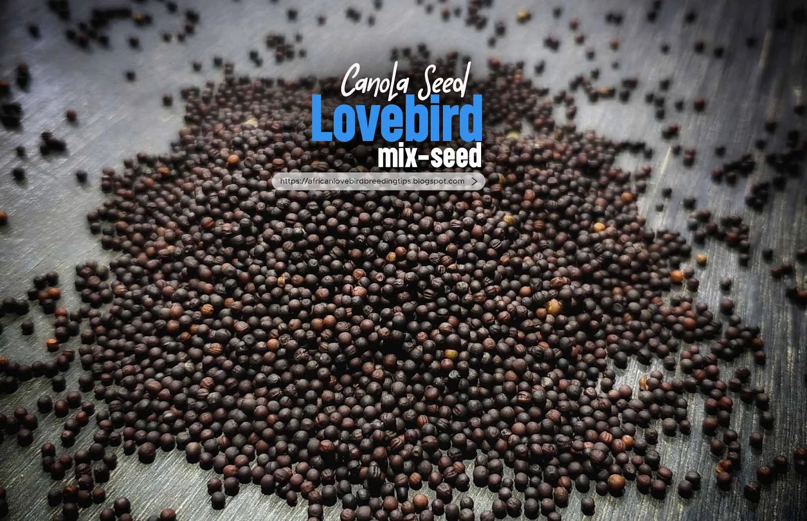 seed mix for African lovebirds