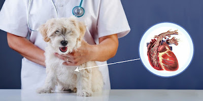 How to Detect Heartworm Disease in Your Dog?