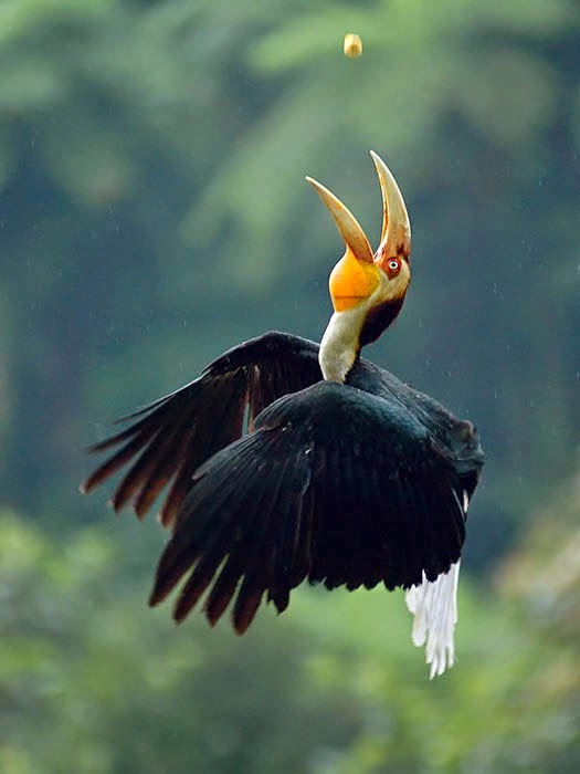 Cara Membuat Bulu Burung Enggang Dari Kertas Karton 