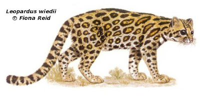 Margay Margay wiedii