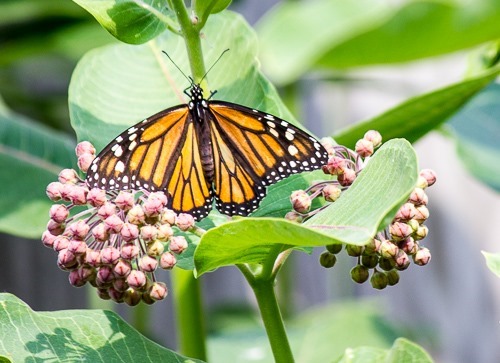 Milkweed