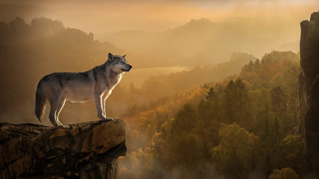Wolf Standing On Edge