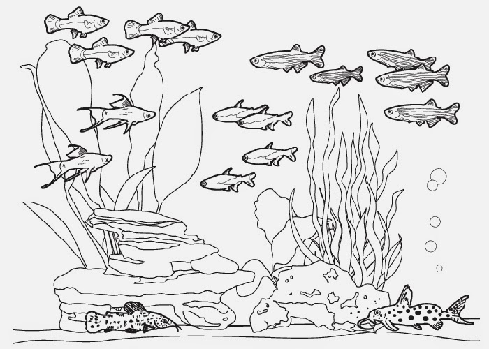 Download Fish tank coloring pages | Free Coloring Pages and Coloring Books for Kids