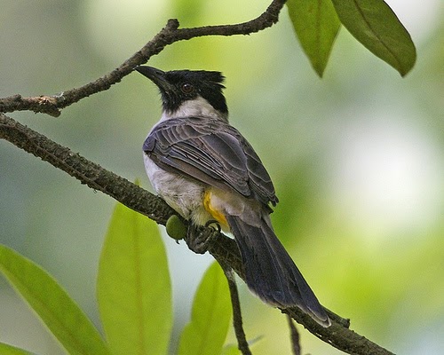 Kumpulan Foto Burung Kutilang Jantan ~ FOTO BURUNG KICAU