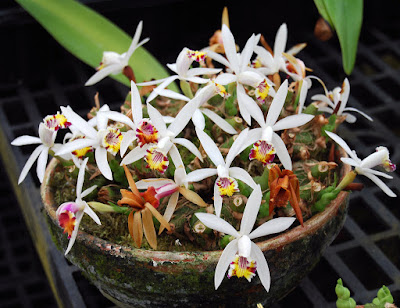 Pleione maculata care and culture