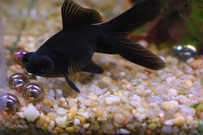 Image result for Ikan koki hitam berubah warna