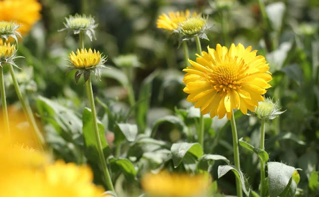 Gaillardia Grandiflora Mesa Yellow Flowers