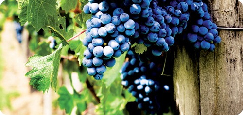 rosato del salento vignetti