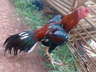  Penyebab ayam aduan terserang penyakit ngorok