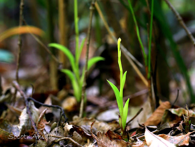 Cymbidium nipponicum