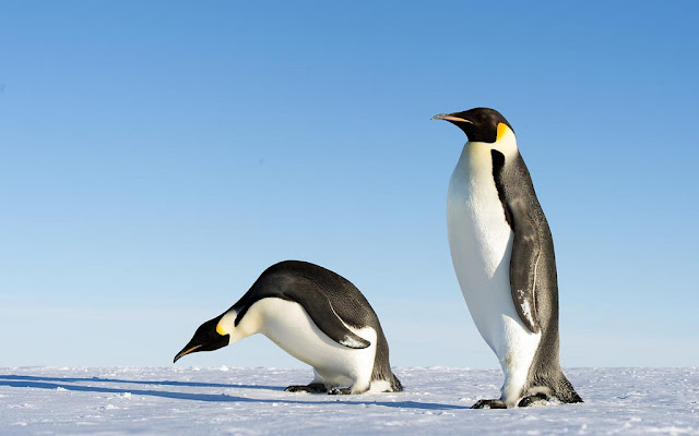 Belajar Fakta dan Informasi Tentang Pinguin