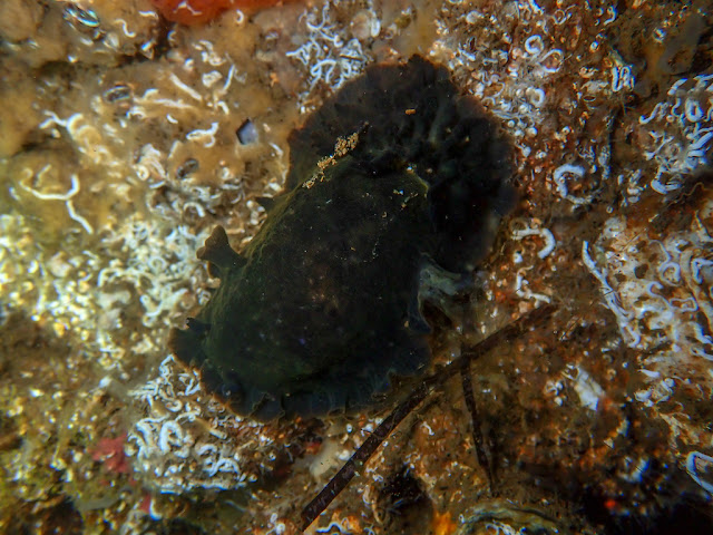 Dendrodoris temarana