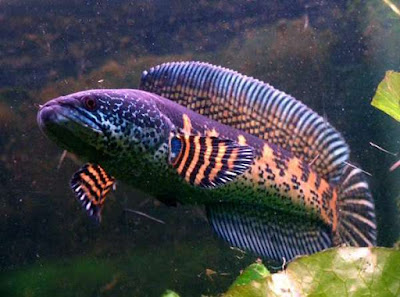 10 ikan gabus snakehead terpopuler dan terunik di Indonesia