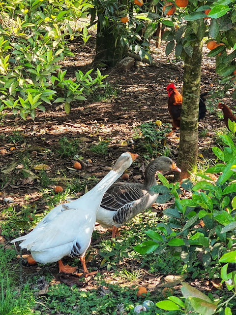 Caminhos de Caravaggio