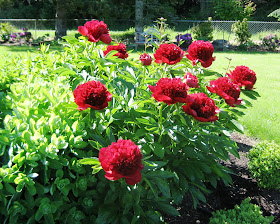 Mature Peony Red Charm at Peony Farm, WA