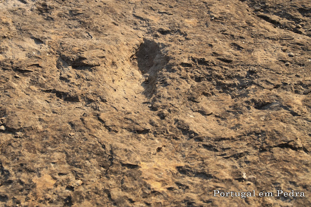 Dinosaur footprint theropod