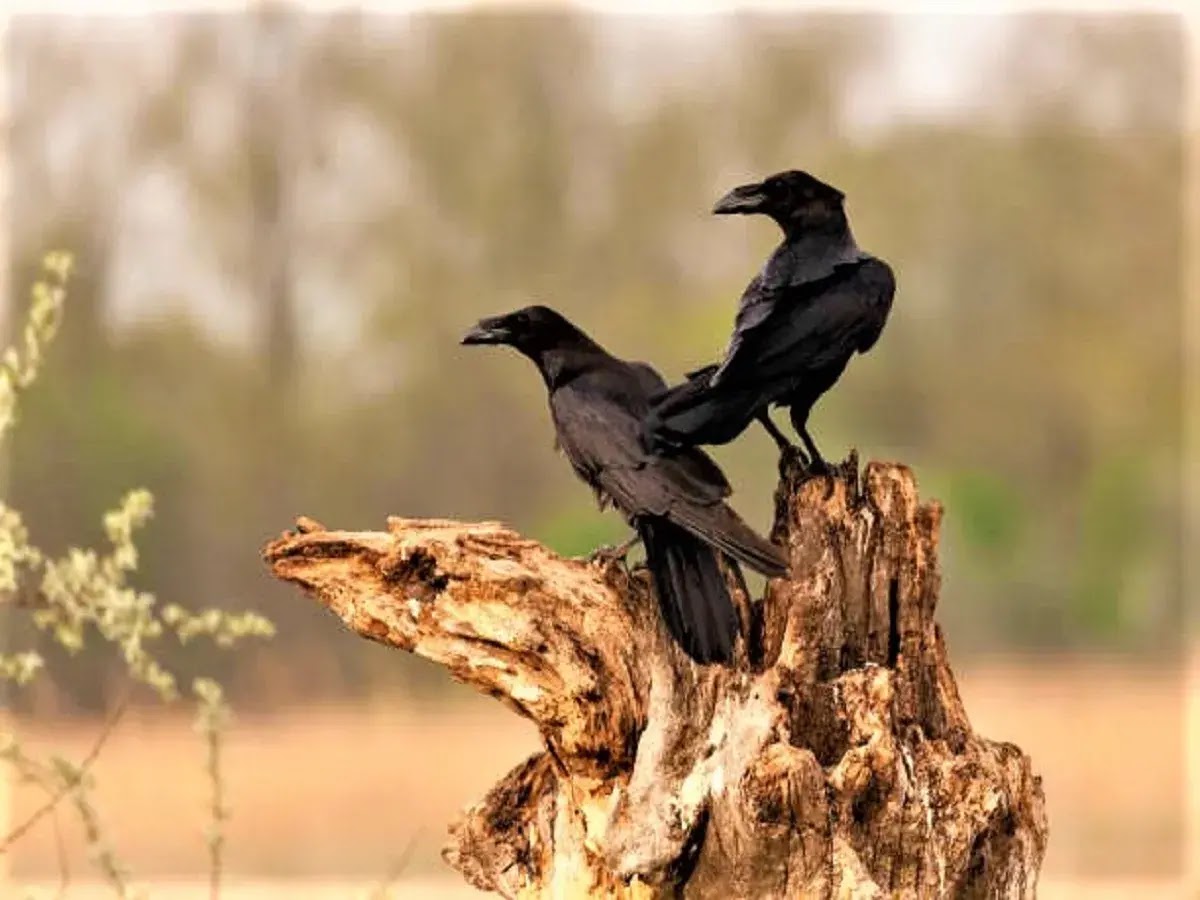 What Is A Group Of Ravens Called