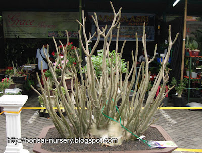 Adenium Arabicum