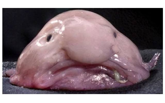 Blobfish is regarded as the ugliest fish in the world.