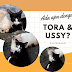 Ada apa dengan Tora dan Ussy?
