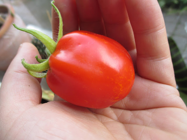 In mijn tuintjes: hoe het mijn tomaten verging ...