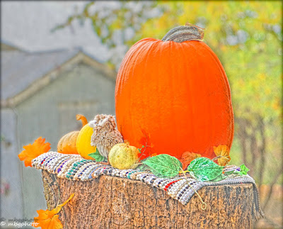 pumpkin sitting on a tree trunk photo by mbgphoto