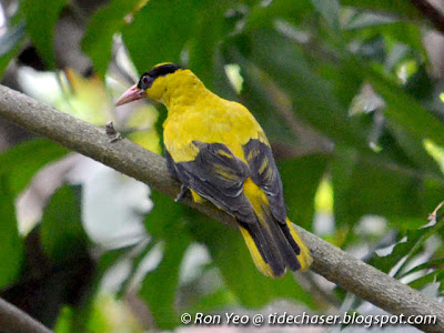 Black-naped Oriole (Oriolus chinensis)