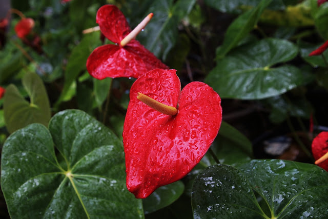 Anturio rojo, algo más que una bonita planta de interior