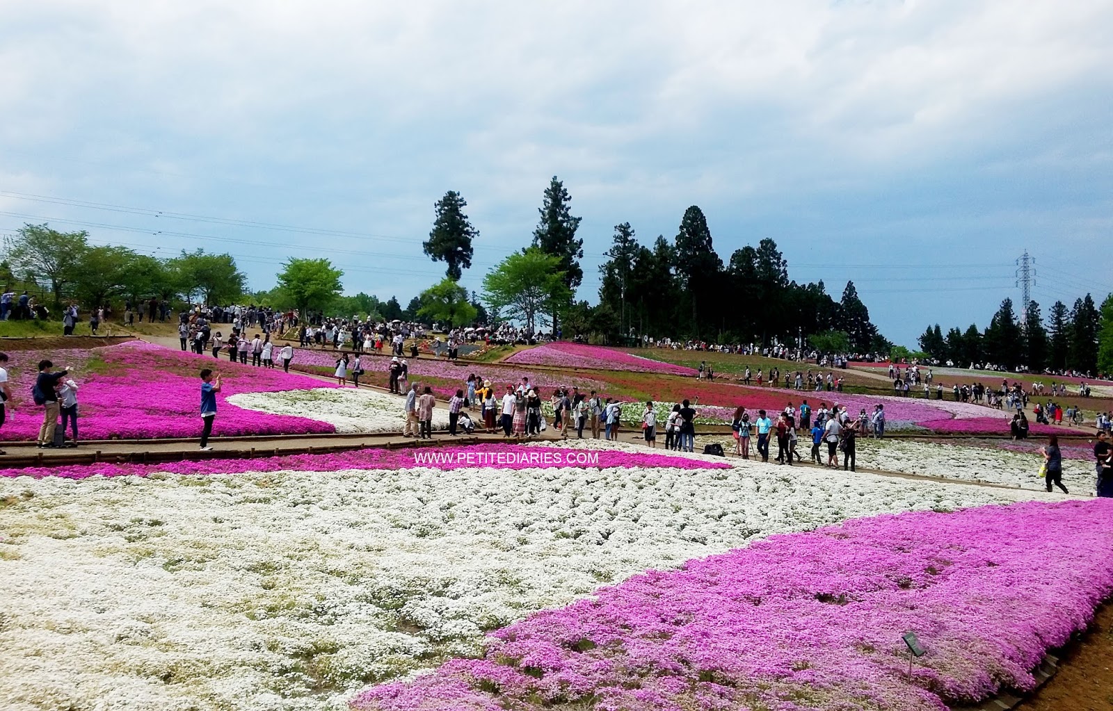 shibazakura chichibu saitama