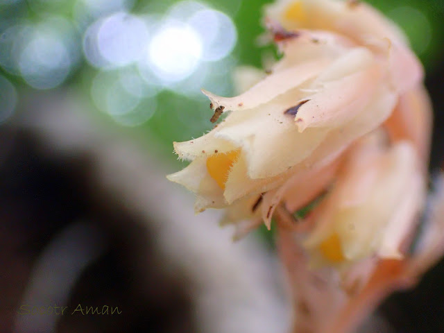 Monotropa hypopithys