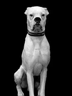 Retrato de Dogo blanco