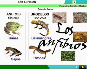 http://cplosangeles.juntaextremadura.net/web/edilim/curso_3/cmedio/animales_vertebrados_3/anfibios/anfibios.html