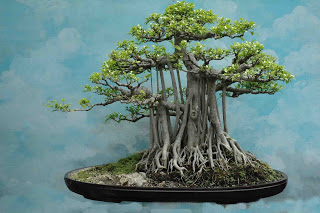 Bonsai Kimeng Ficus Microcarpa 