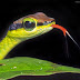 World Great Snake Picture