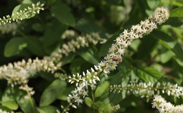 Itea Virginica Flowers