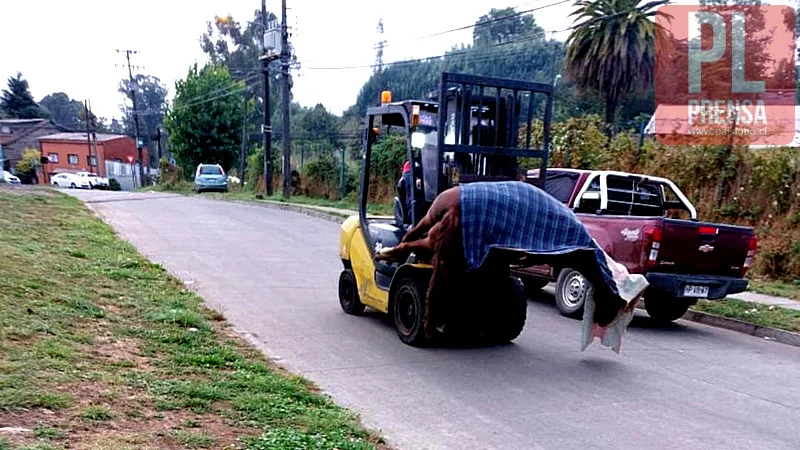 Muere caballo y jinete queda herido en Osorno