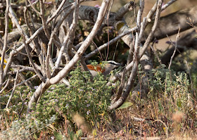 Black-crowned Tchagra - Souss Massa National Park, Morocco