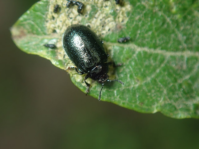 Plagiodera californica