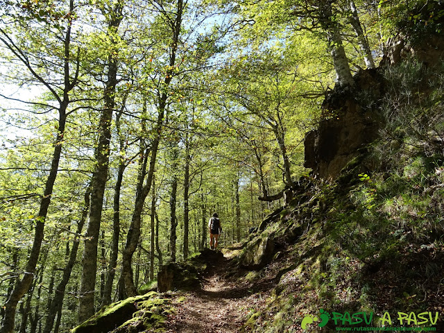 Bosque de Fabucao: Sendero entre hayas