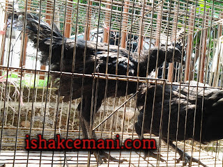 Harga Ayam Cemani