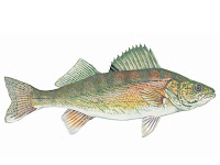Walleye Fish Pictures