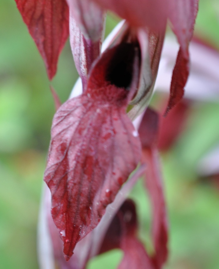 Sérapis en coeur